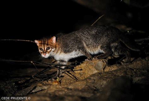 Cats that are most affected by deforestation are those who live in the rainforest. Il gatto dalla testa piatta