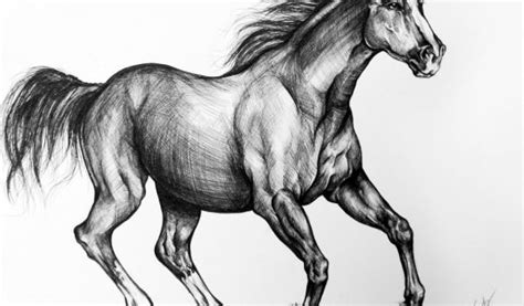 A mustang horse's anatomy is built and toned nicely. Horse Drawing - Cliparts.co