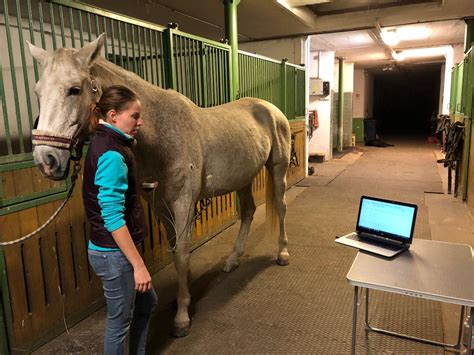 Tüneteik gyakran alig ismerhetők fel, ami megnehezíti a gyors diagnózist. Equi-med Kft | Lovas állatorvos