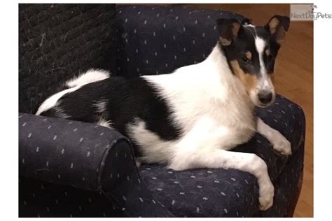 Find collie puppies and breeders in your area and helpful collie information. 3Tftb Smooth: Collie puppy for sale near Minneapolis / St ...