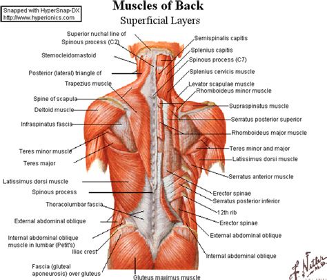 It also covers some common conditions and injuries that can affect the. Back Muscles | New Calendar Template Site