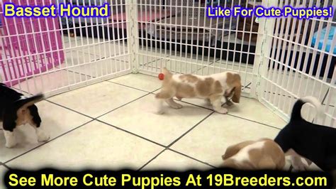There are 318 miniature basset hound for sale on etsy, and they cost $25.30 on average. Basset Hound, Puppies, For, Sale, In, Kearney, Nebraska ...
