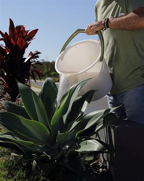 They can tolerate frequent watering and once established they can go long. Greywater and bore water