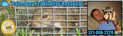 The state of florida is an aa/eeo employer. Pest Animal Removal Palm Bay: Wildlife Control, Critter ...