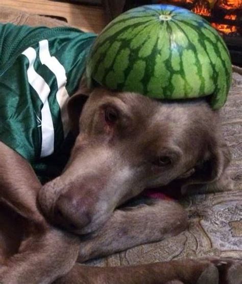 Saskatchewan roughriders is our name! Saskatchewan Roughrider fan! (With images) | Best dogs, Dogs