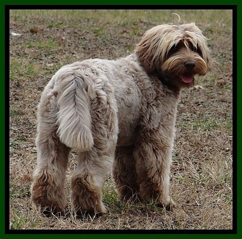 Would definitely recommend to all. Southern Charm Labradoodles - American and Australian ...