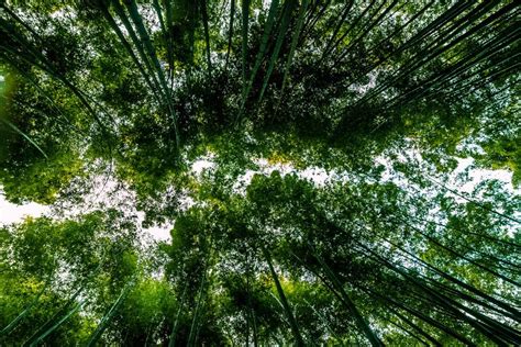 An outdoor canopy bed with bamboo can transform a room in a romantic destination. Bamboo Canopy by Michael Riehl on 500px