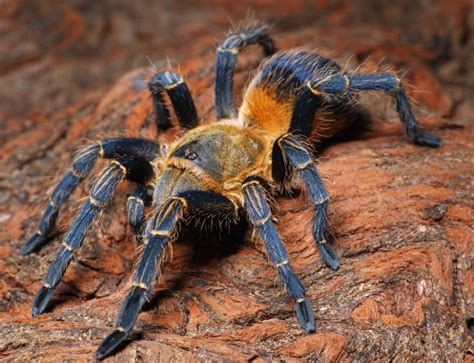 My green bottle blue tarantula arrived right on time in great condition and absolutely beautiful! end0skeletal | Tumblr