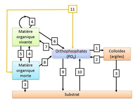 Cycle du phosphore (HU) - Wikhydro