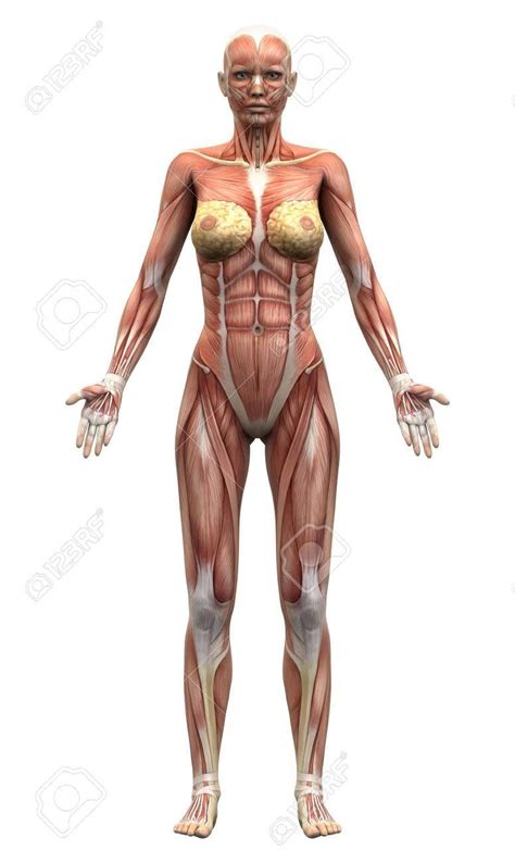 Female body shape or female figure is the cumulative product of a woman's skeletal structure and the quantity and distribution of muscle and fat on the body. Épinglé sur donne nude