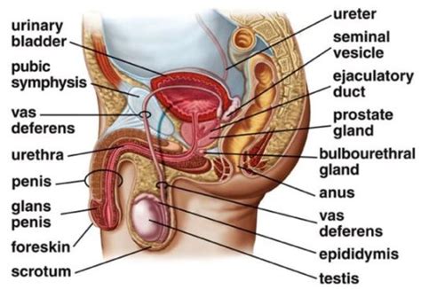 Maybe you would like to learn more about one of these? Reproductive system - AccessScience from McGraw-Hill Education