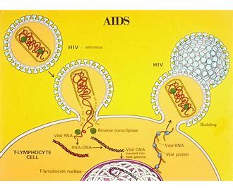 Hiv (human immunodeficiency virus) is a virus that damages the cells in your immune system and weakens your ability while aids cannot be transmitted from 1 person to another, the hiv virus can. مخفف AIDS چیست