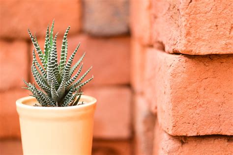 And it was smaller than the seller claims on see and discover other items: Zebra Cactus (Haworthiopsis attenuata) - Buy Haworthia ...