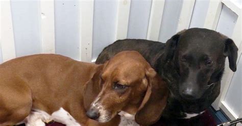 East coast paws n claws rescue (shelter #1171836) x Two rescue dogs fall into puppy love - CBS News