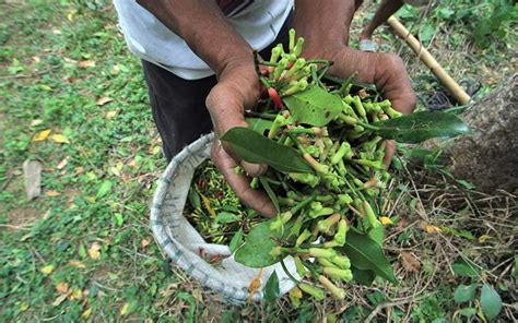 Desa di hutan, desa di hutan sulawesi tengah, desa masewo sigi sulawesi tengah, hutan dibabat untuk perkebunan, karsa institute, masyarakat adat, masyarakat adat topo una, nasib desa yang wilayahnya dirampas perusahaan, negara kurang perhatian pada. Panen Bersamaan di Sujumlah Daerah, Petanu Mengeluh Harga Cengkih Terjun Bebas - Bisnis.com