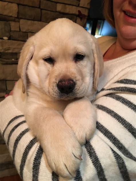 Akc registered white lab puppies hide this posting restore restore this posting. Labrador Retriever Puppies For Sale | Cincinnati, OH #264556