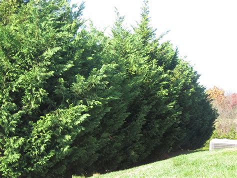 This tree will grow 60 to 70 feet tall and 12 to 20 feet wide. Groshs Lawn Service: Leyland Cypress Hagerstown MD ...