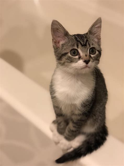 Try this game to look after a kitten, he was very dirty when i. Wanted to share my sweet girl here! She should be a kitten ...