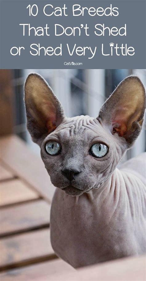 Not sure if i am going to come across another siamese for as cheap as i did. 10 Cat Breeds That Don't Shed...Much (With images) | Best ...