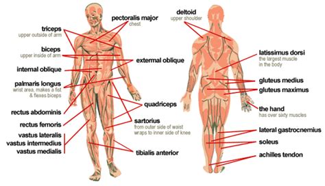 Each type of muscle tissue in the human body has a unique structure and a specific role. WTJ: Muscle Map