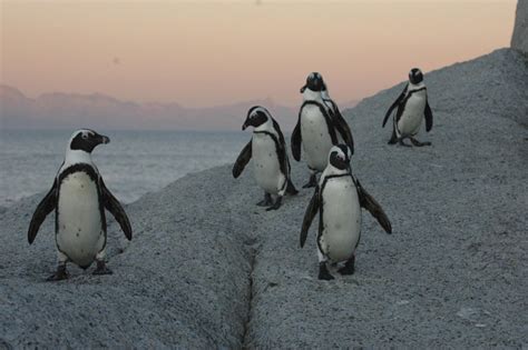 However, sometimes they need to travel by land to find a nesting area, their colony members or to escape a how do penguins move? Boulders Beach & Blue Rush Guest House - Viaggi e offerte ...