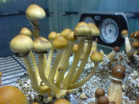 Out of stock golden mammoth mushrooms have earned themselves a reputation as the best among mushrooms strains. First Grow Golden mammoth (B+?) - Mushroom Cultivation ...
