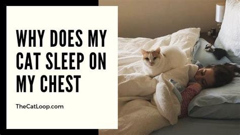 Various symptoms, especially those connected with the aging process, are minimized by sleeping on. Why Does My Cat Sleep On My Chest - The Cat Loop