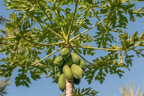 Denominada bbsf (bosch basf smart farming), o anúncio do alcance global das. Mamoeiro | Agroecologia e Bem Viver