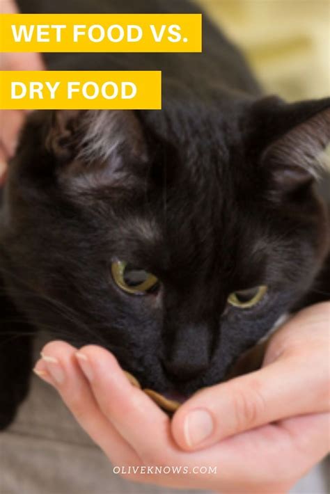 Wet food is more expensive and less easy to use but can be beneficial in cats prone to lower urinary tract disease, constipation and that are overweight. Wet Food vs Dry Food | What Does Your Cat Need and When ...