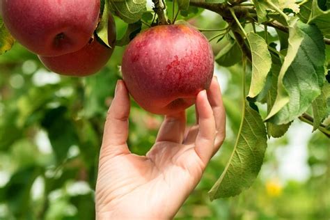 Nasveti za obiranje in shranjevanje jabolk - siol.net