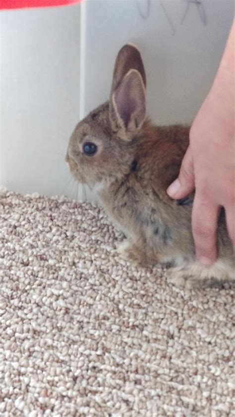 Find the best 'rabbit boarding' near you by sharing your location or by entering an address, city, state or zip code. Pet rabbit found near UCR. Hit me up if it's yours ...
