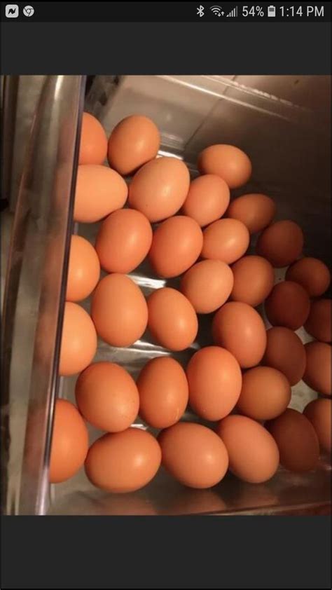 Maybe you would like to learn more about one of these? Organic Fresh Brown eggs for Sale in San Jose, CA - OfferUp