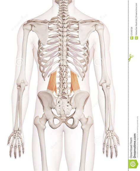 Maybe you would like to learn more about one of these? The quadratus lumborum stock illustration. Illustration of ...
