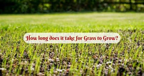 Rice is one of the oldest and most revered foods on the planet. How Long Does it Take for Grass to Grow? | Igra World