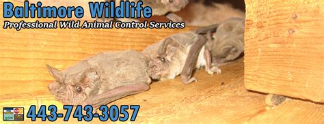 Wildlife removal baltimore cell phone: Baltimore Wildlife Pest Control