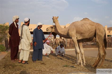 For an unusual wildlife experience, take a day trip to al ain's camel market, one of the last remaining in the u.a.e. Camel Market | Al Ain Camel Market. | David James | Flickr