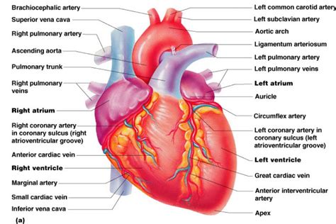 Blood vessels and lymph nodes. Real heart label the diagram of human heart animated real ...