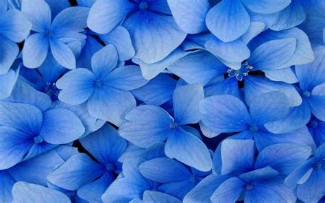 , vector background blue flower hd wallpaper nature wallpaper for 1600×1000. Blue Flowers Wallpapers - Wallpaper Cave