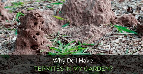 Reapply the oil several times until the termites are eliminated. Why Do I Have Termites In Garden? - Garden Loka