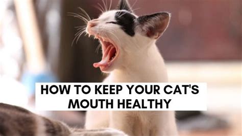 Keep yours strong with these basic tenets of teeth and gum health. How to Keep Your Cat's Mouth Healthy | Mouth healthy, Cats ...