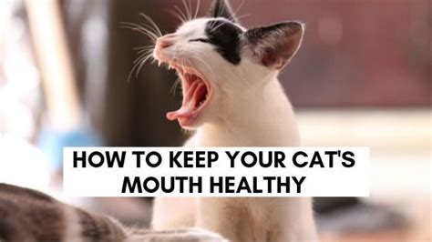 Nobody likes to deal with dental issues, your pet included. How to Keep Your Cat's Mouth Healthy | Mouth healthy, Cats ...