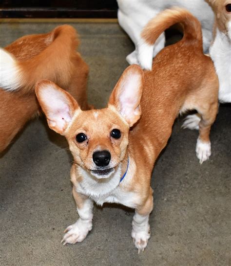 Cardigan welsh corgis, one of two types of purebred corgi dogs, are much loved throughout the world. Corgi Puppies For Adoption California - Pets Ideas