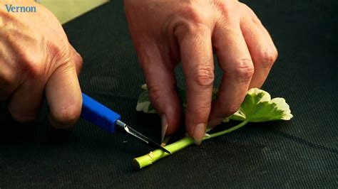 How to grow plants indoors. How to take geranium cuttings the Vernon way - YouTube