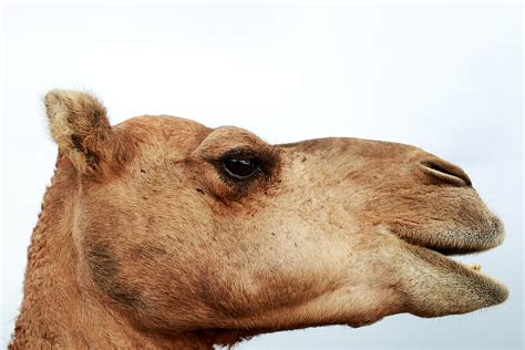 And the camel did nothing wrong, per iberville parish deputy. Woman Bites Testicles Of Tiger Truck Stop Camel To Escape