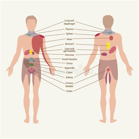 Except for kidneys, most internal organs are located in the front part of your body, but that doesn't mean it cannot cause pain in your lower back. Zoner av ryggen vektor illustrationer. Illustration av ...