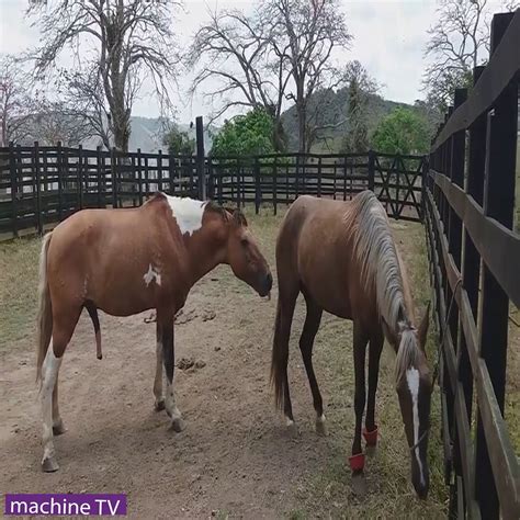 Kumpulan kuda kawin | horses mating #horsesmating #kudakawin # tuosafeto terimakasih sudah menonton. Machine TV Technology - kuda kawin di peternakan ...