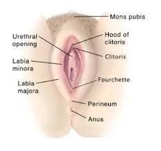 Find the perfect female private parts stock illustrations from getty images. Can you name your private parts? - Global Women Connected