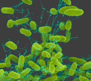 Continuing public health challenge // clinical infectious diseases. Salmonella - Doenças - Grupo Escolar