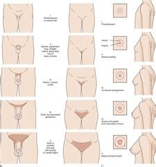 Several studies have sought to characterize its prevalence, associated what is the age range wherein pubic hair removal begins to drop? Pediatrics Midterm Flashcards | Quizlet