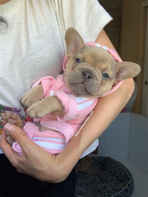 Parents health tested under the french bulldog club of england and cambridge university scheme. NW Frenchies Lilac Sable French Bulldog Puppy | Super cute ...